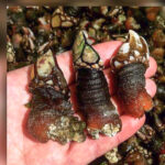 percebes gallegos do roncudo