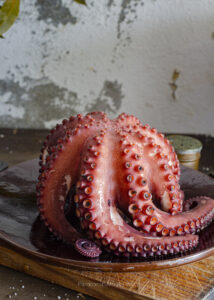 Pulpo reposando 